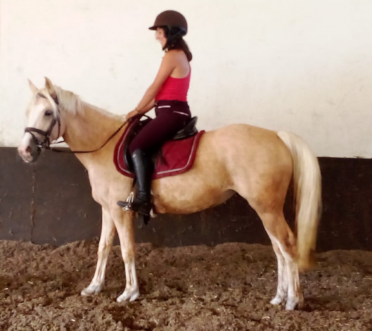 Merrie Welsh Partbred Te koop 2022 Palomino ,  KEIZERSKROON EDISON (NLD)