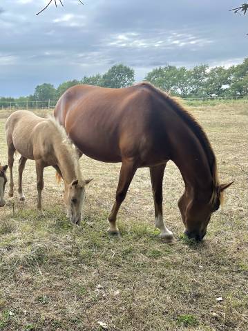 Merrie Franse rijpony PFS Te koop 2022 Vos ,  Primus de l&rsquo;aube
