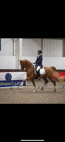 Everdale x Gribaldi 7years KWPN Gelding