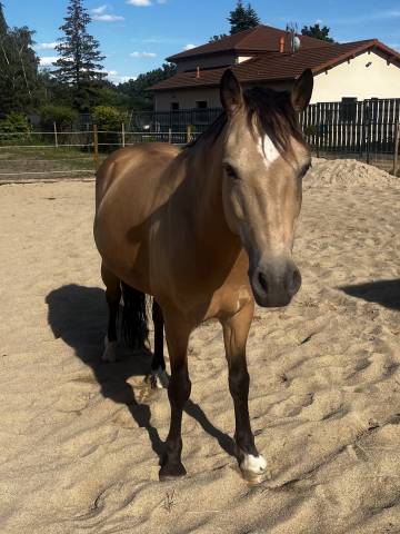 Ruin Franse rijpony PFS Te koop 2015 Isabel
