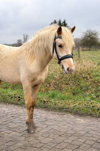 Veulen (vr) Connemara Te koop 2024 Palomino ,  LUMOS ENDHIL D&rsquo;ALAM (CO)
