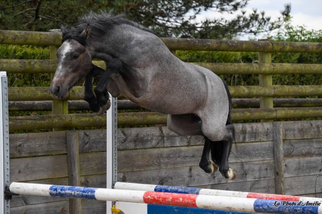 Ruin Connemara Te koop 2023 Schimmel