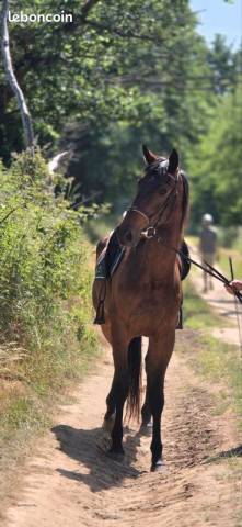 Merrie Franse draver  Te koop 2023 Donker bruin / bai