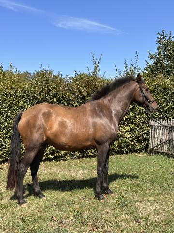 Draagmerrie Lusitano Te koop 2021 Isabel ,  IMPERADOR PRT