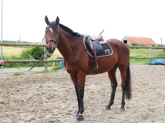 Ruin Volbloed Te koop 2021 Donker bruin / bai