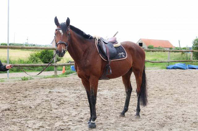 Ruin Volbloed Te koop 2021 Donker bruin / bai