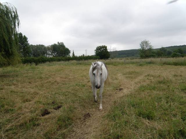 Merrie Arabier Te koop 2014 Vos ,  KATAR