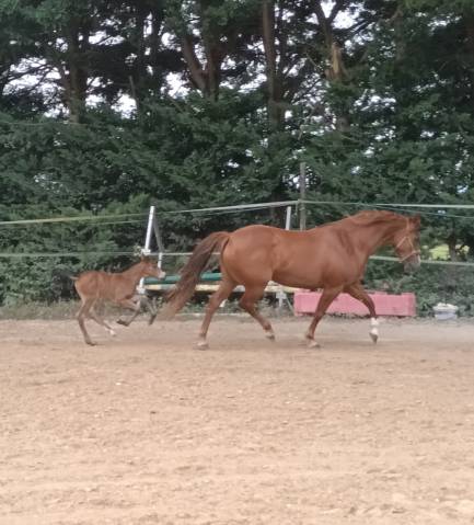 Merrie Franse rijpony PFS Te koop 2017 Vos ,  Blue tinka Tilia
