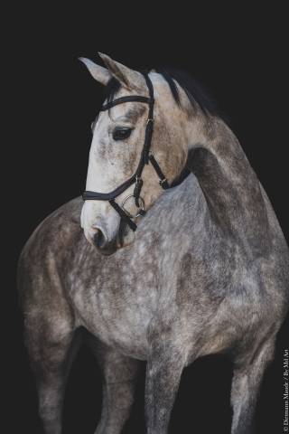 Merrie Lusitano Te koop 2020 Schimmel