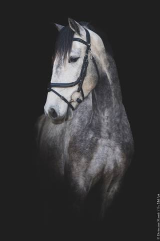 Ruin Lusitano Te koop 2021 Schimmel