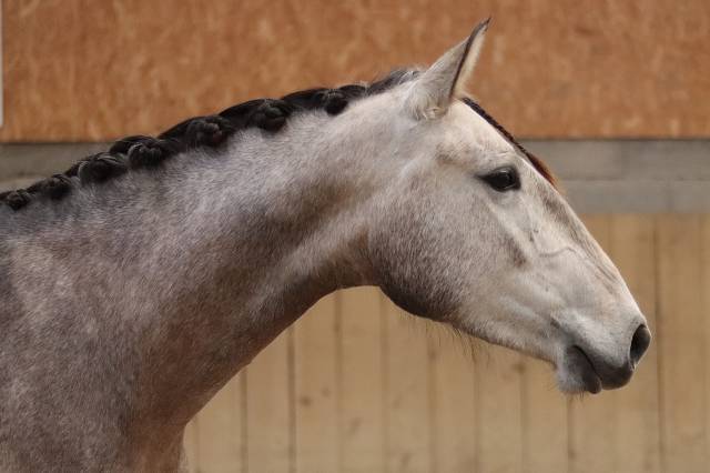 Merrie Lusitano Te koop 2022 Schimmel ,  MAGISTRAL DE LA COMBE