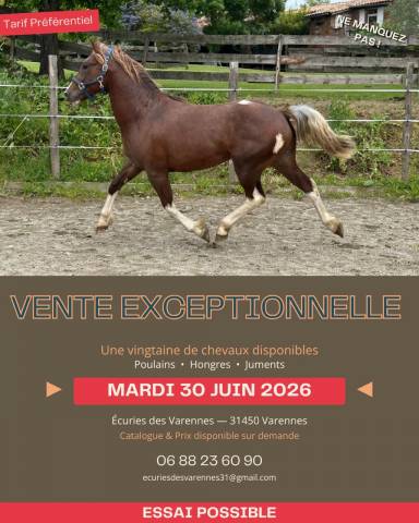 Merrie Cob Te koop 2020 Donker bruin / bai