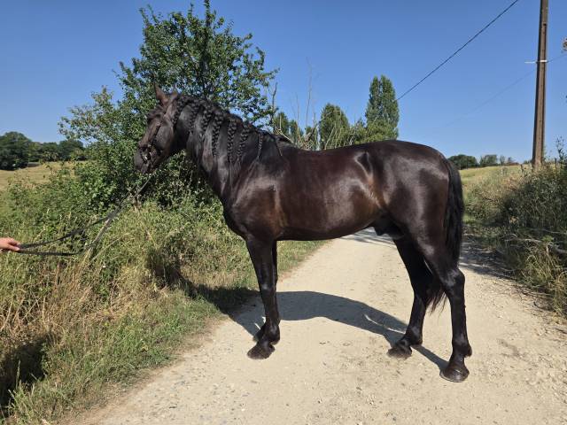 Hengst PRE Puur Ras Spaans Te koop 2019 Zwart