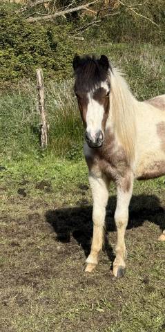 Ruin Welsh Pony (Section B) Te koop 2024 Bont