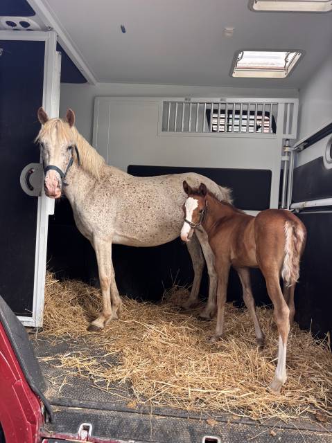 Draagmerrie Welsh Partbred Te koop 2017 Schimmel