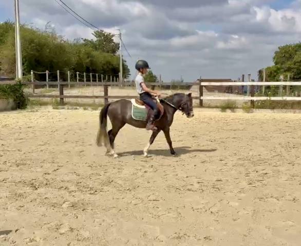 Ruin Welsh Pony (Section B) Te koop 2024 Bruinroan