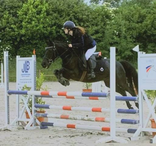 Ruin Bekend ras Te koop 2016 Bruin / Bai