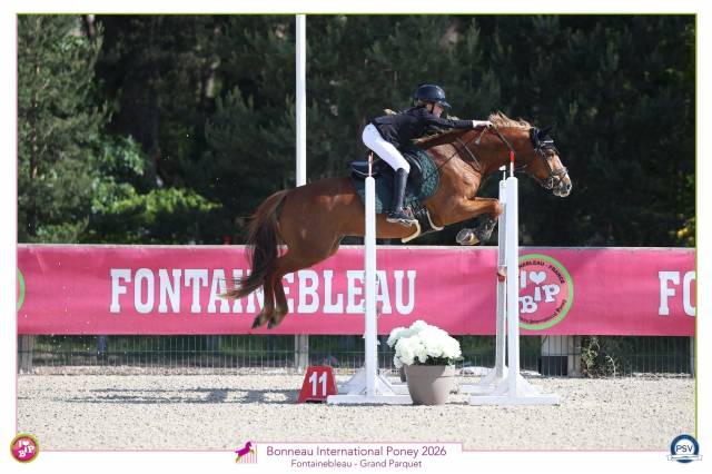 Merrie Franse rijpony PFS Te koop 2017 Vos