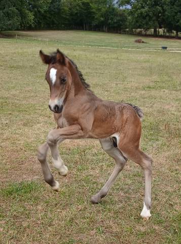 Hengst Welsh Pony (Section D), Welsh Cob  Te koop 2025 Bruin / Bai ,  Jon Snow Dragwyddol