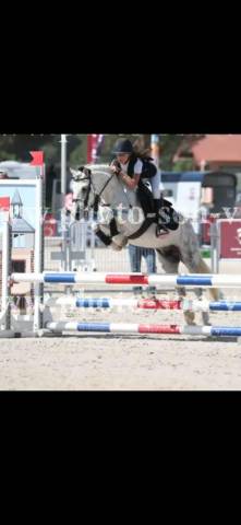 Merrie Ras onbekend Te koop 2016 Wit
