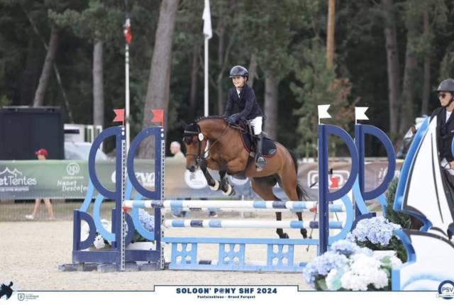 Merrie Welsh Partbred Te koop 2019 Donker bruin / bai ,  QUALITY TOUCH