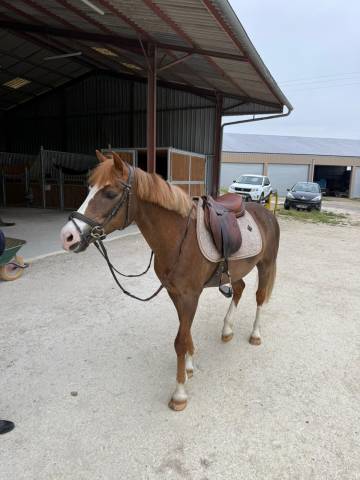 Ruin Franse rijpony PFS Te leen 2015 Vos