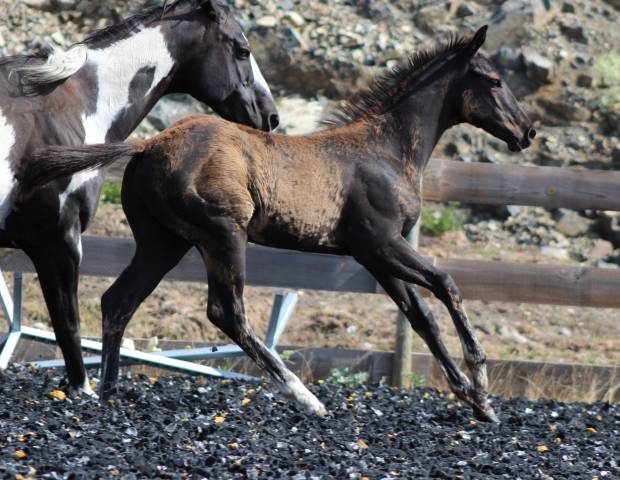 Veulen (ml) Paint Horse Te koop 2026 Zwart