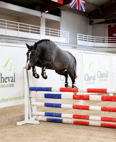 Veulen (vr) Franse rijpony PFS Te koop 2023 Schimmel