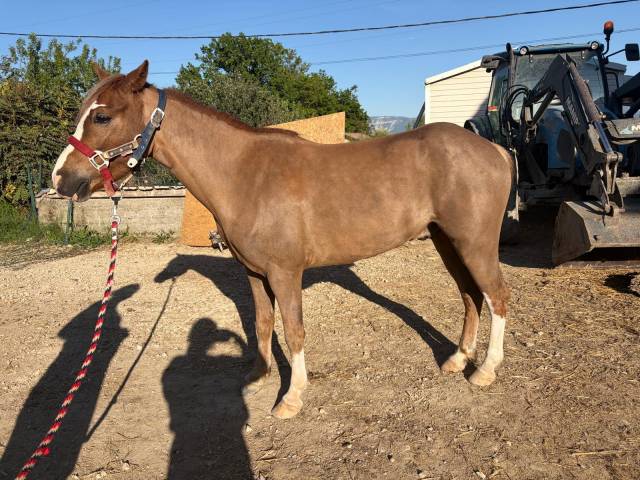 Ruin Welsh Pony (Section B) Te koop 2022 Vos