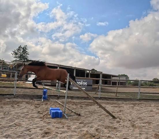 Ruin Franse draver  Te koop 2022 Donker bruin / bai