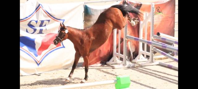 Hengst Franse rijpony PFS Te koop 2024 Donker bruin / bai