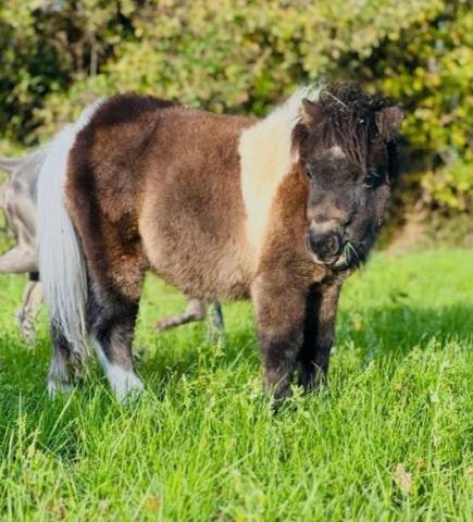 Veulen (ml) Shetland Te koop 2025 Donker bruin / bai