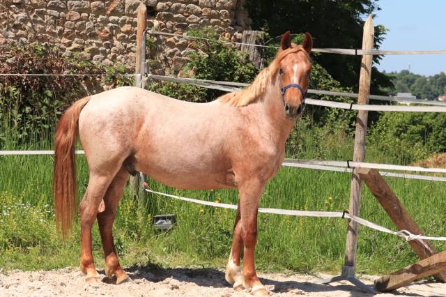 Hengst Franse rijpony PFS Te koop 2024 Bruinroan