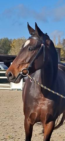 Merrie Welsh Partbred Te koop 2020 Bruin / Bai ,  first des chouans