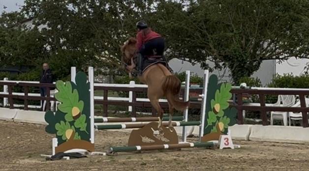 Merrie Franse rijpony PFS Te koop 2021 Vos ,  Ulk d&rsquo;ete
