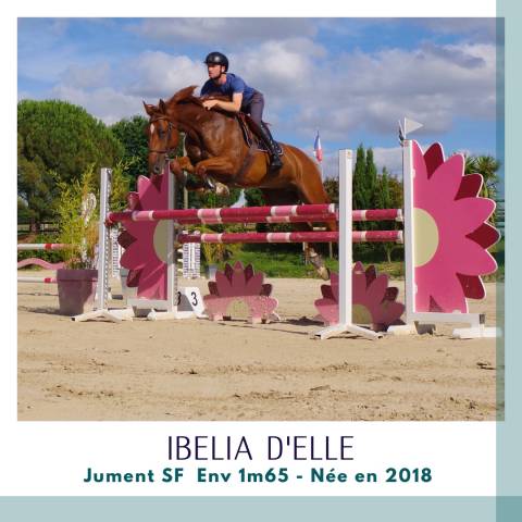 Merrie Selle Fran&ccedil;ais Te koop 2018 Vos