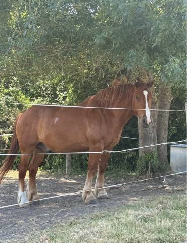 Ruin Andere paarden rassen Te koop 2020 Vos
