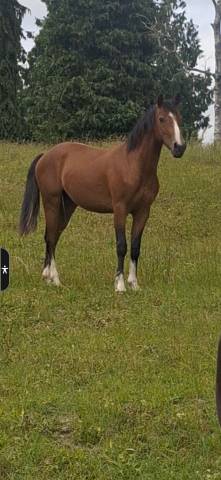 Ruin Franse rijpony PFS Te koop 2024 Donker bruin / bai ,  Atchoum des Lich&egrave;res