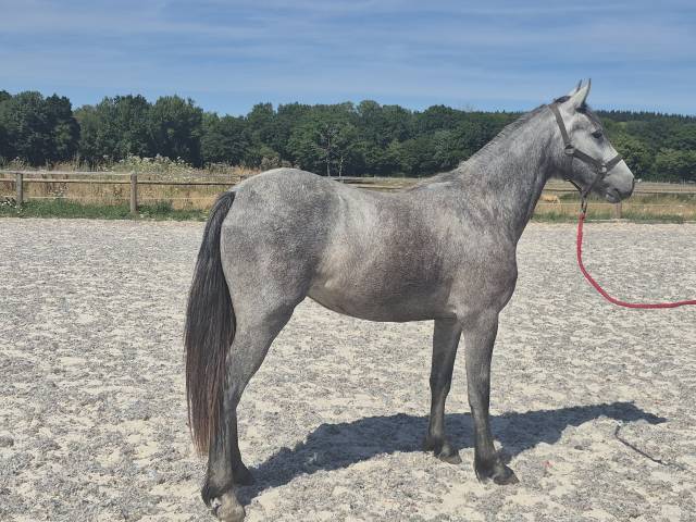 Veulen (vr) Welsh Partbred Te koop 2024 Schimmel