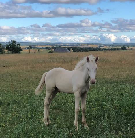 Veulen (ml) Welsh Partbred Te koop 2026 Cremello