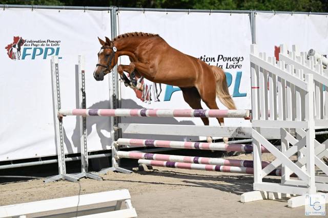 Merrie Franse rijpony PFS Te koop 2021 Vos ,  OPIUM DE TALMA
