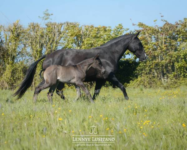 Draagmerrie Lusitano Te koop 2017 Zwart ,  URUBU II
