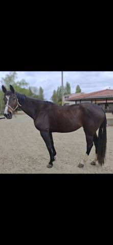 Merrie Zangersheide Te koop 2014 Bruin / Bai ,  DE NIRO