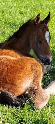 Ruin Franse rijpony PFS Te koop 2025 Donker bruin / bai ,  Pidji du tilia