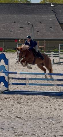 Ruin Franse rijpony PFS Te koop 2020 Vos