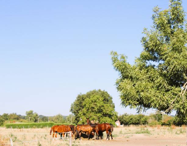 Hippisch vastgoed Koop Tarn-et-Garonne