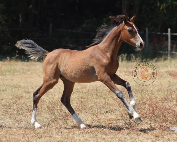 Merrie Welsh Pony (Section B) Te koop 2022 Vos