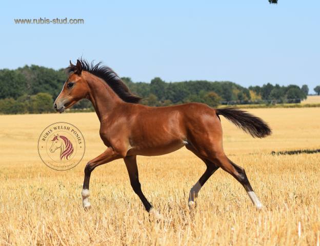 Veulen (vr) Welsh Pony (Section B) Te koop 2026 Donker bruin / bai