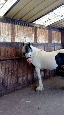 Dekhengst Andere pony rassen Te koop 2019 Overige kleuren