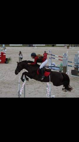 Merrie Franse rijpony PFS Half pension 2017 Bruin / Bai